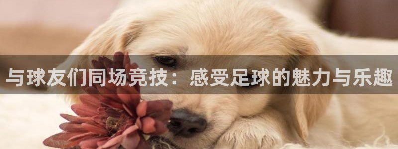  与球友们同场竞技：感受足球的魅力与乐趣