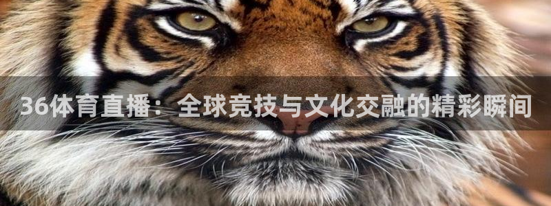 球神足球直播：36体育直播：全球竞技与文化交融的精彩瞬间