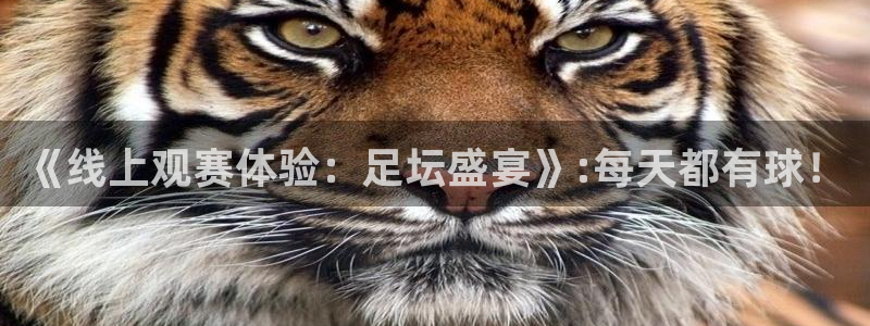 《线上观赛体验：足坛盛宴》:每天都有